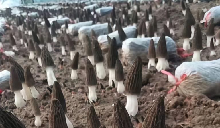 羊肚菌种植基地