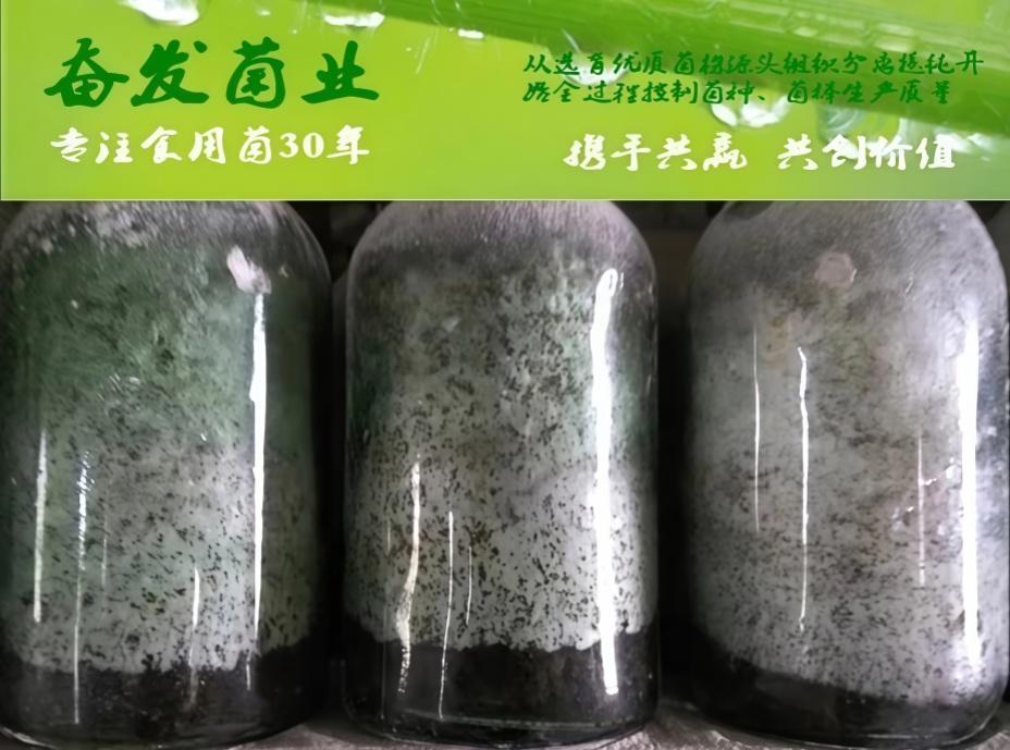 菌种二级菌种原种生产