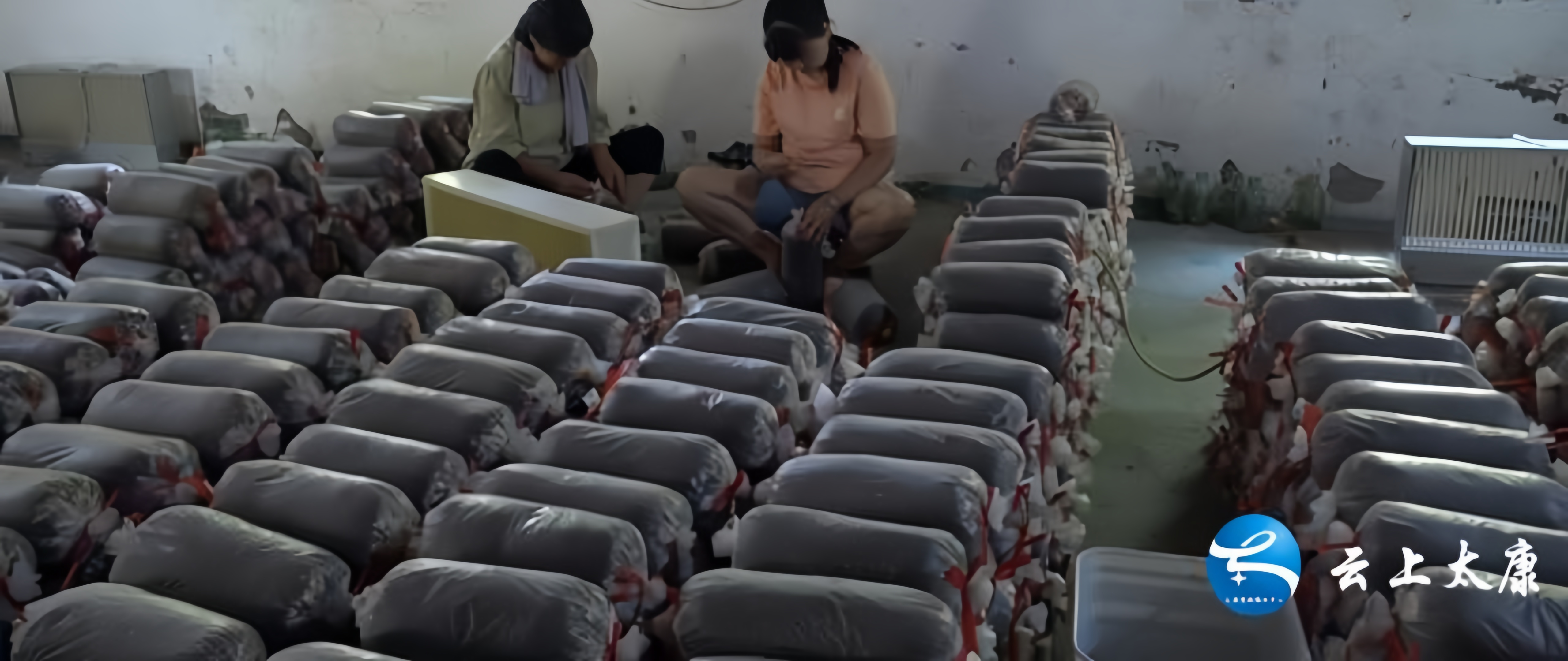 「乡村振兴」太康：发展食用菌种植 扩宽群众致富路