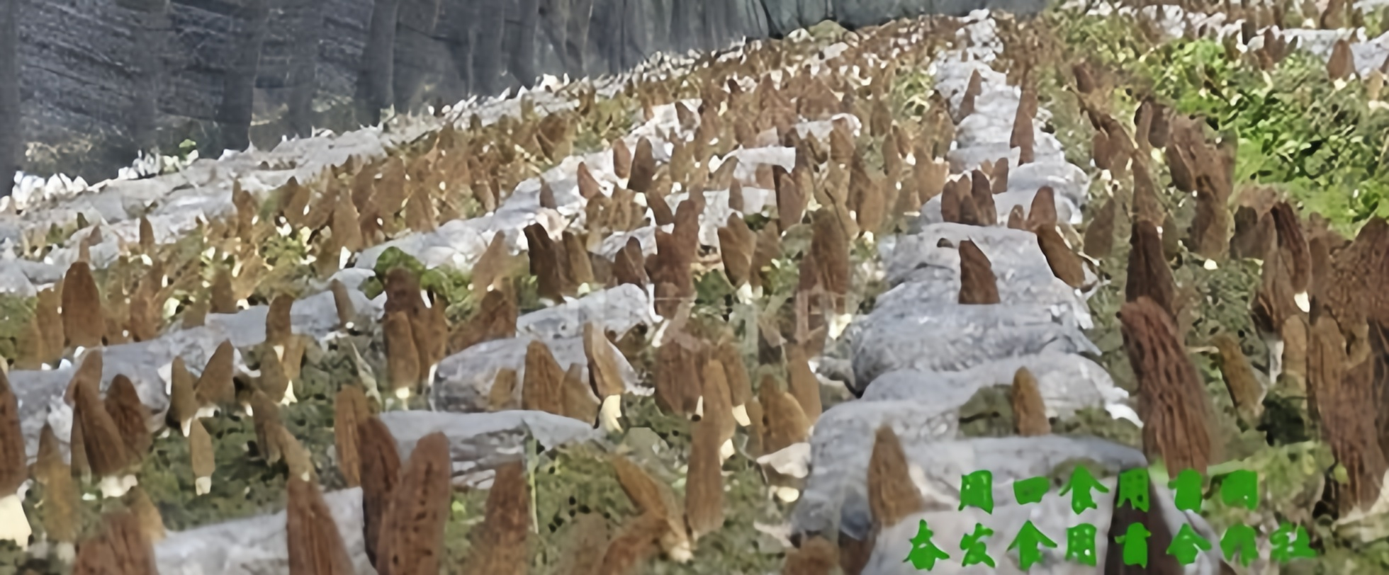 1759148186821128.png 17-00-38-64-457814_副本.png