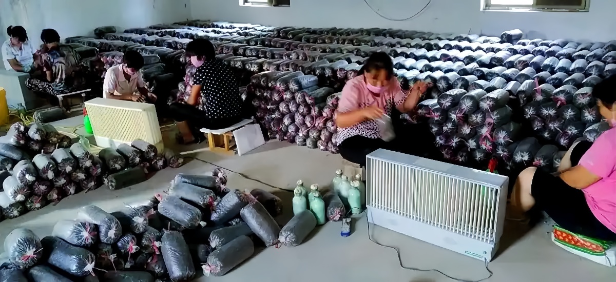 太康县食用菌合作社创新模式助推乡村振兴